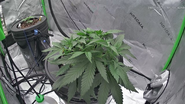 Northern Lights / Banana Kush — vegetative, day 35