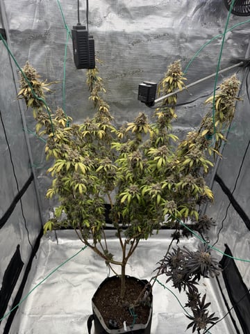  Apple fritter  Clones round two — flower, day 251