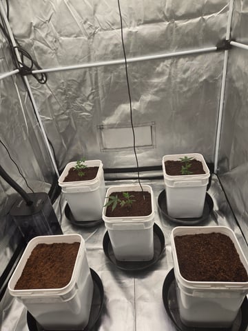 OG Kush  — seedling_rooting, day 7