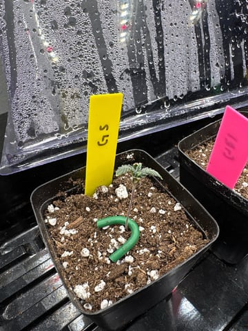 Girl Scout — seedling_rooting, day 6