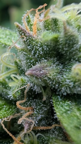 Grow 1 — flower, day 63