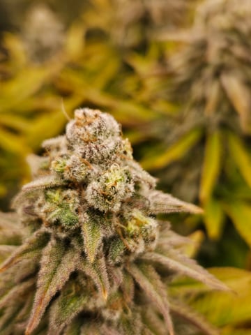 Double Trouble  — flower, day 98