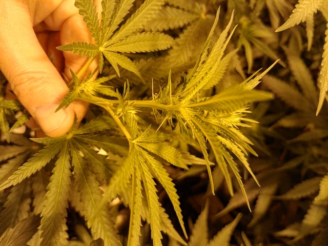 mr — flower, day 72