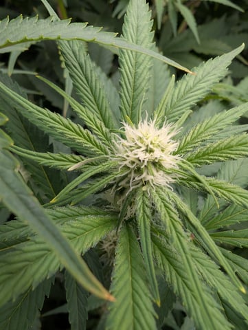 Acapulco Gold  — flower, day 77