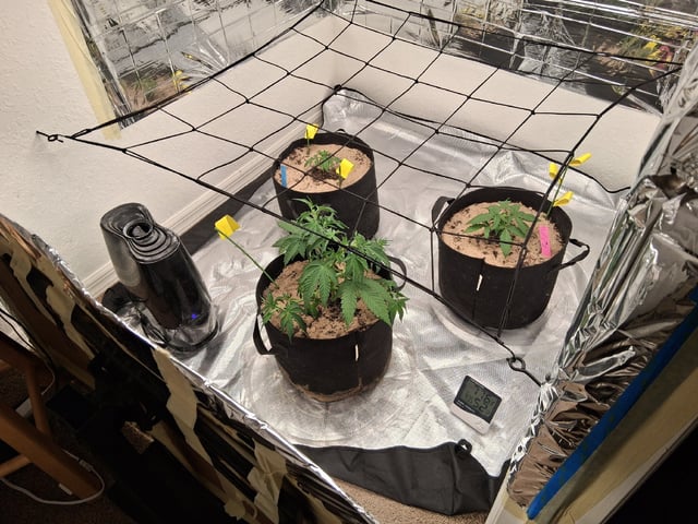 Seedman mix auto & seedman mix auto & GodFather OG — vegetative, day 32