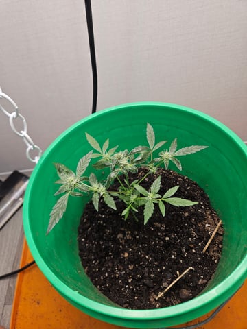 1st plant. Strain: Green Gelato AutoFlower — flower, day 68