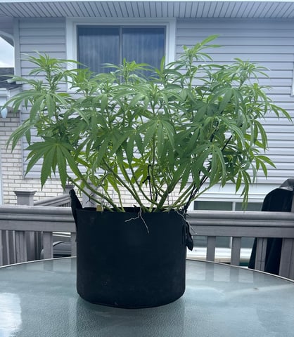 Wedding cake & Indoor Wedding Cake Clones — flower, day 17