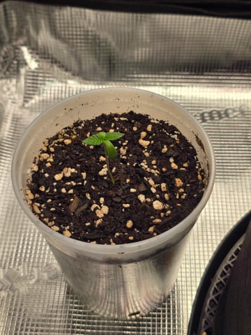 Northern lights #10 2nd plant (Selkies) — seedling_rooting, day 4
