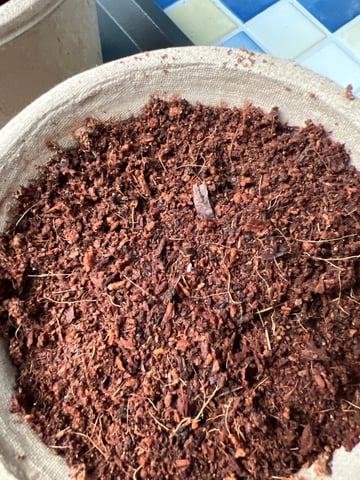 Lemon Power Haze — germination, day 3