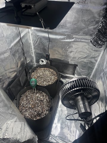 Gorilla Cookies — 1st Grow — germination, day 3