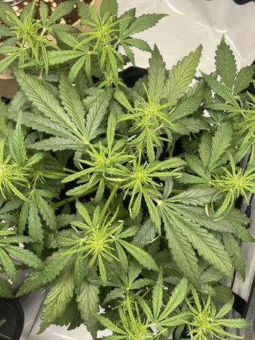 3x3 Grow — flower, day 7