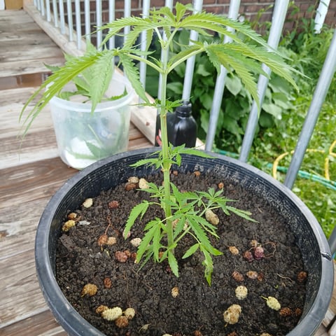Super lemon haze — vegetative, day 1