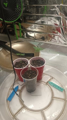 Gelato & Amnesia  — seedling_rooting, day 11