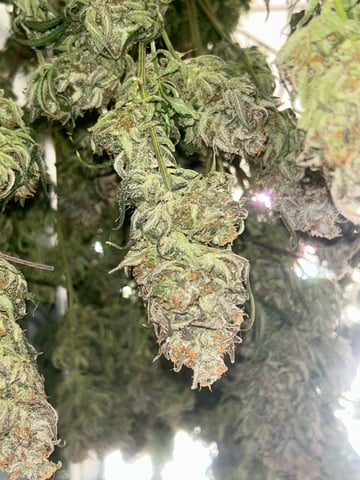 zunami s1 grounded genetics  — harvest, day 90