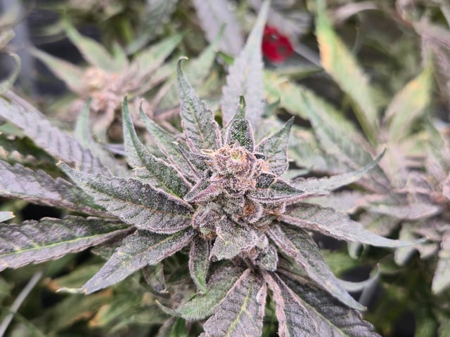 Grow #2 — flower, day 66