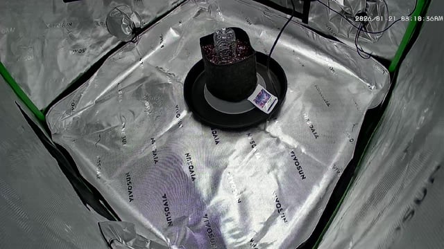 first tent grow — seedling_rooting, day 1