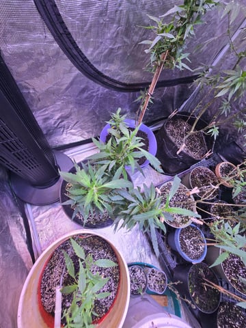 Trial Grow — vegetative, day 190