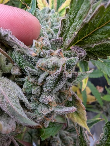 Boogie Brew + Bloom — flower, day 115