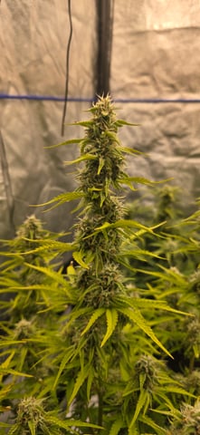 Back at it again!  — flower, day 1