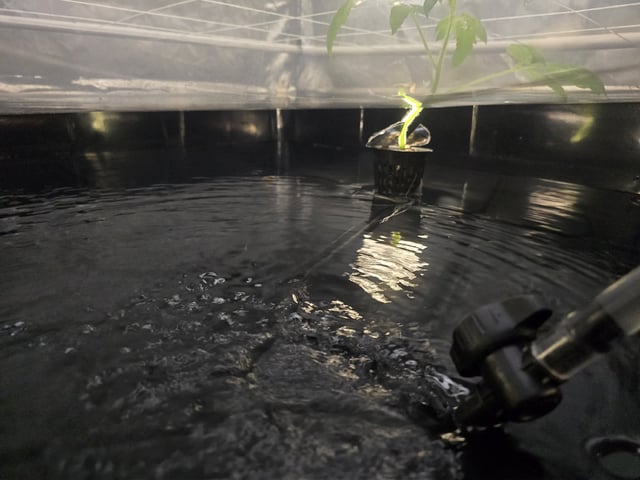 Hydro Roma Tomatoes 