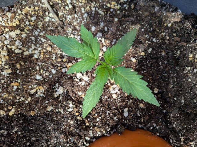 October Start — vegetative, day 24