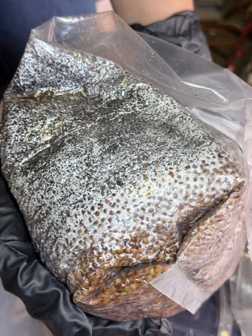 4’x8’ Grow1 — vegetative, day 35