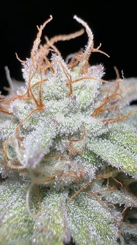 White Runtz (Barney’s Farm) — harvest, day 130