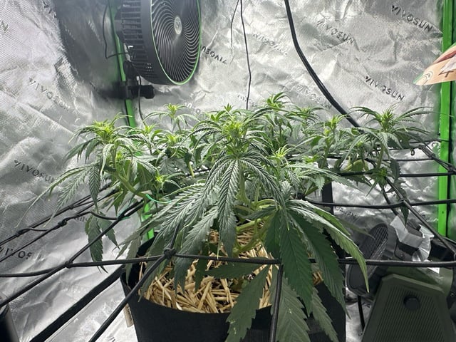 Pine (Auto) 2025 - 0 — flower, day 47