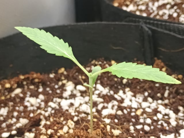 Last girls got kicked. — seedling_rooting, day 10