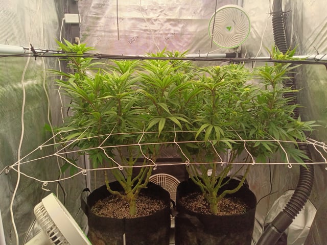 Starfighter/Ohio Guptilla Hybrid — flower, day 1