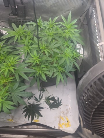 lilac diesel Rbx2 — flower, day 65