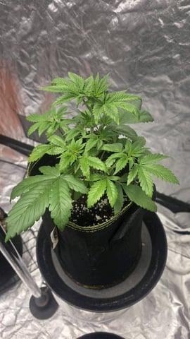Grow #2 Thank You to All that helped guide me, offered advice, gave insight, or complimented progress. Now to apply some of what I learned the first go-round.  — vegetative, day 29