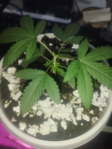 Test 1  — vegetative, day 39