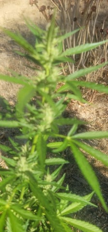 Mr Terp — flower, day 23
