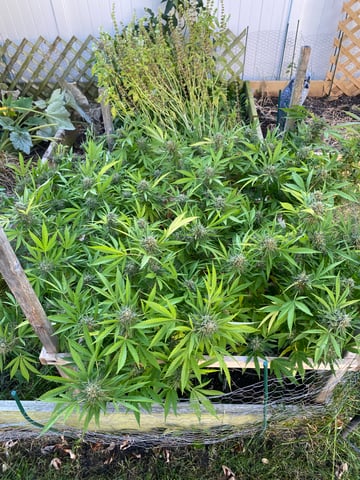 queen of soul X cap junky  — flower, day 183