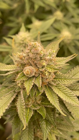 Clones GodFather OG Clones — flower, day 113