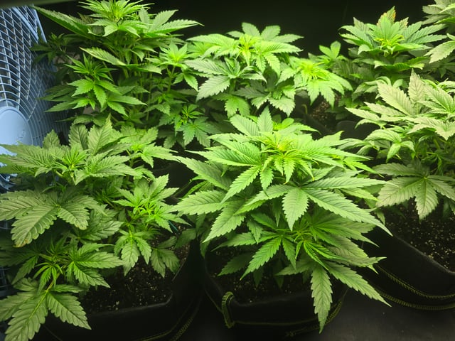 2nd Autoflower Indoor Grow — vegetative, day 32