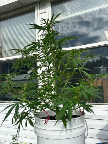 First ever grow — flower, day 66