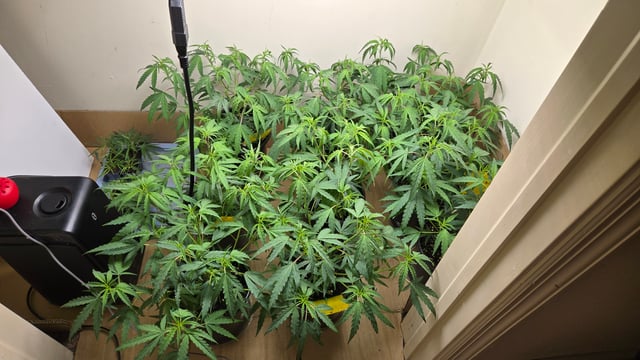 Blue Dream Clones — vegetative, day 18