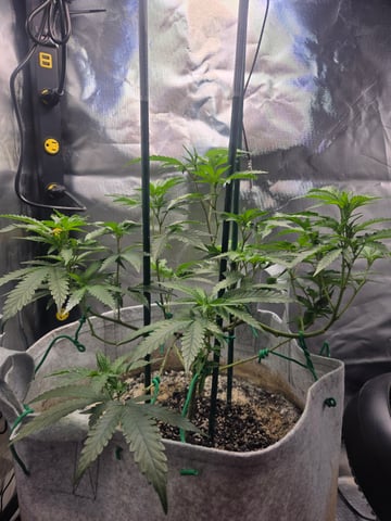 Looking for advice! — vegetative, day 42