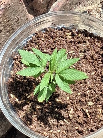 My First Grow — vegetative, day 36
