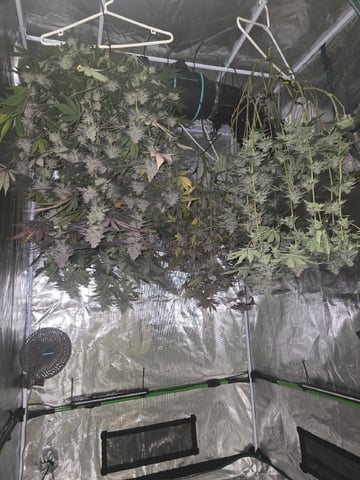 Acapulco Gold 