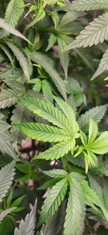 1st grow indoors(cardboard box to 2x2x4 to 5x5x6) — vegetative, day 49