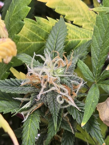 Platnium Jelly — flower, day 106