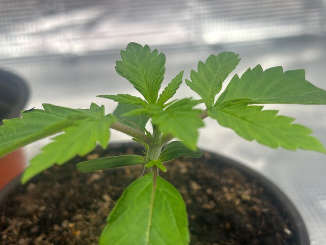 2025-26 harvest INDOOR — seedling_rooting, day 45