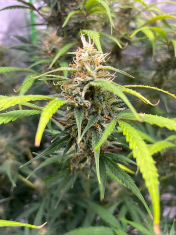 Blueberry auto — flower, day 89