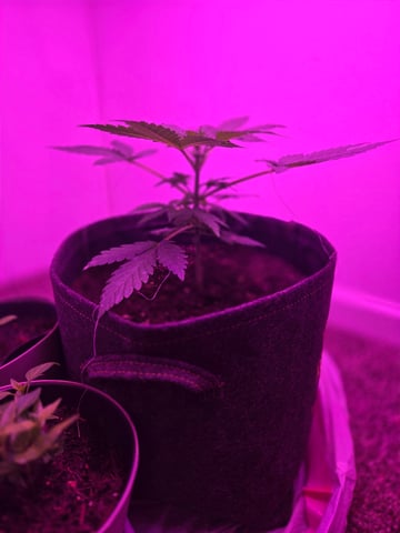 First Grow — flower, day 25