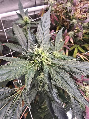 Glookies by Barneys Farm — flower, day 71