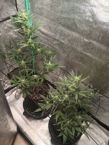 Otto weed  — flower, day 30