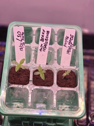 1st Auto Grow (LSD + BrB) - 1st indoor Grow — seedling_rooting, day 6